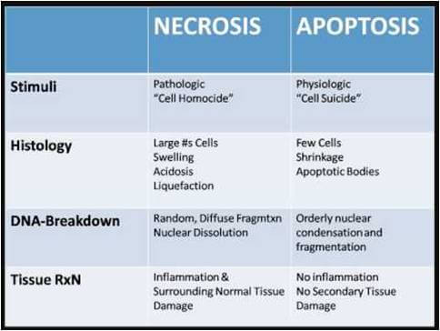necrosis-and-apoptosis