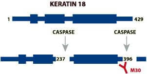 caspase-cleavged-k18-site