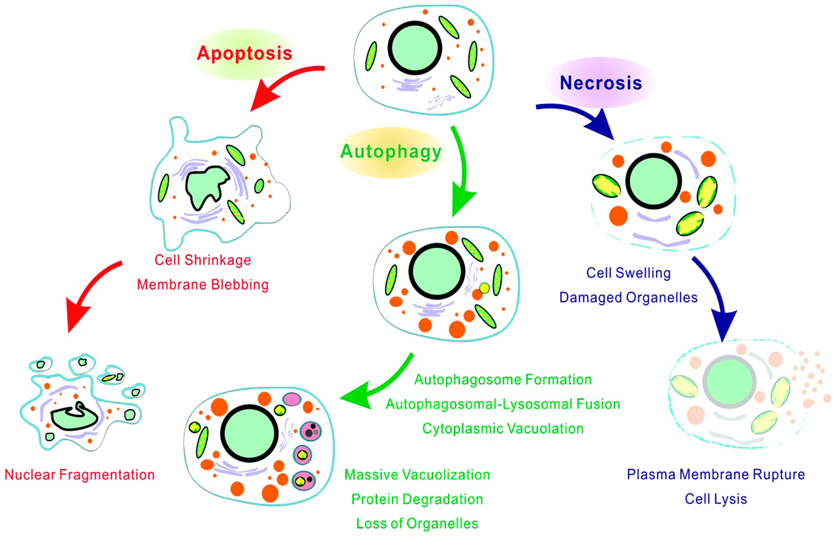 Клеточный некроз. Апоптоз некроз аутофагия. Процесс аутофагии схема. Гибель клетки апоптоз и некроз. Апоптоз схема.