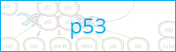 p53 Pathway