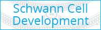 Schwann Cell Development Pathway